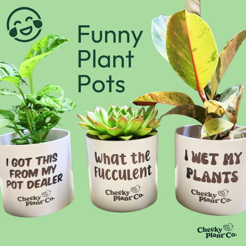 funny plant pots australia