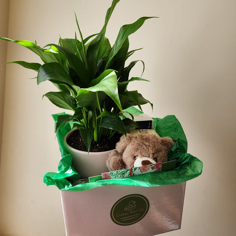 Let's Grow Together Lucky Bamboo Plant with Plastic Pot: Gift/Send Plants  Gifts Online JVS1240526 |IGP.com