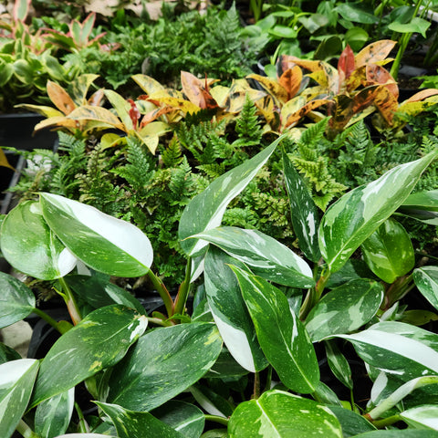 buy indoor plants online australia