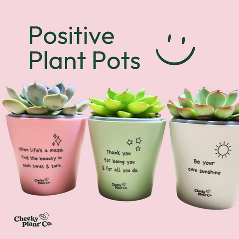 positive plant pots australia