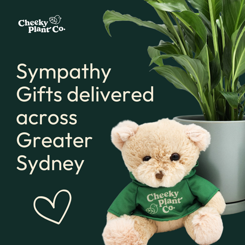 same day sympathy plant gift delivery sydney nsw