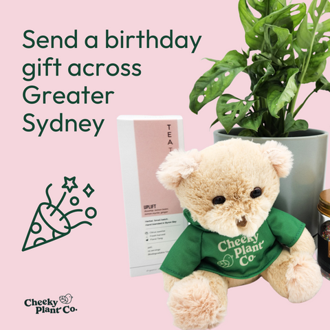 same day birthday plant gift delivery sydney nsw