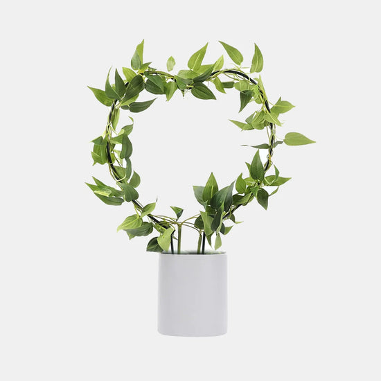 13 Best Climbing/Trailing/Creeper Indoor Plants for the Home – Cheeky Plant  Co.