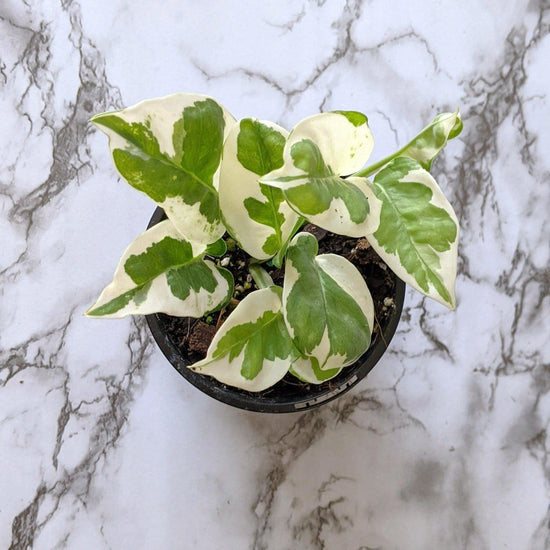 Pothos - Devil's Ivy (Epipremnum Aureum): Care Tips and Problem Guide