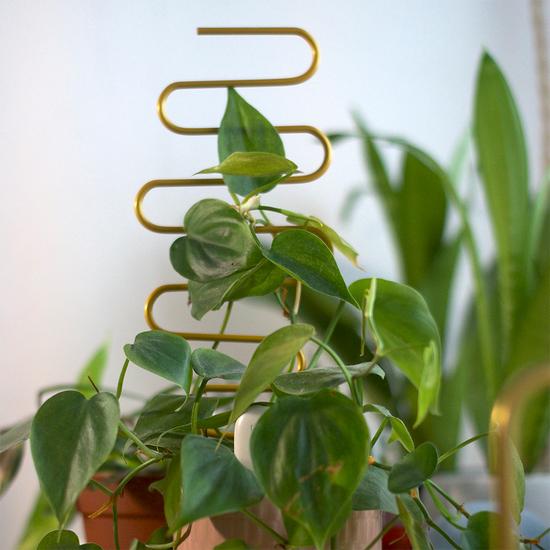 13 Best Climbing/Trailing/Creeper Indoor Plants for the Home – Cheeky Plant  Co.