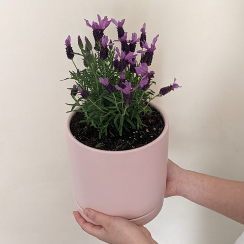 Can You Grow Lavender Indoors: Learn About Growing Lavender Plants Inside