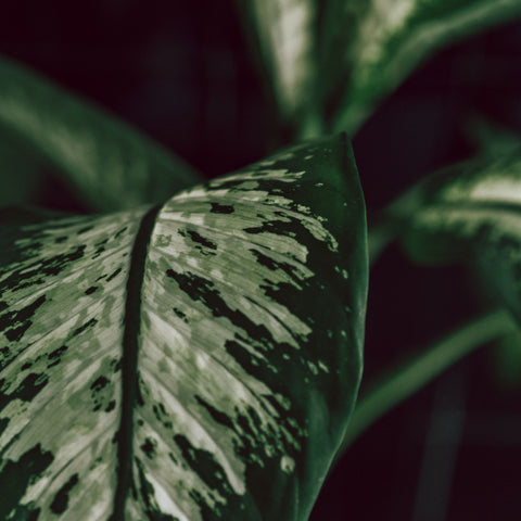 dieffenbachia care