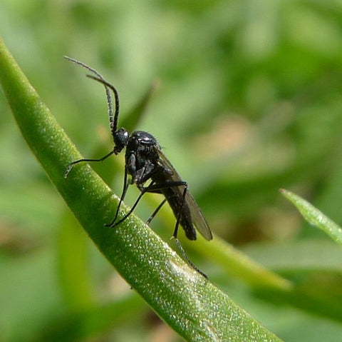 How to Get Rid of Fungus Gnats