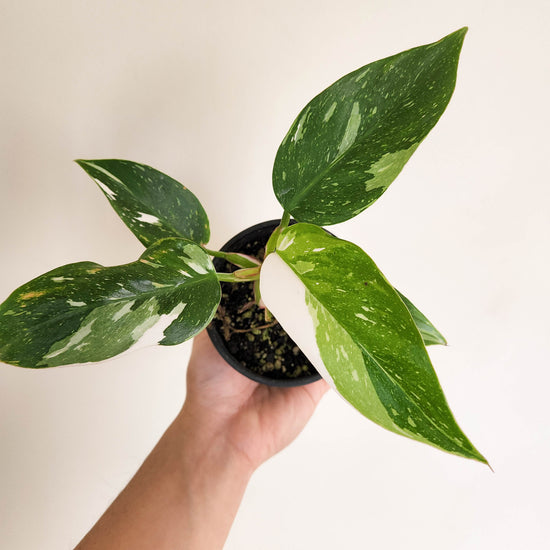 13 Best Climbing/Trailing/Creeper Indoor Plants for the Home – Cheeky Plant  Co.