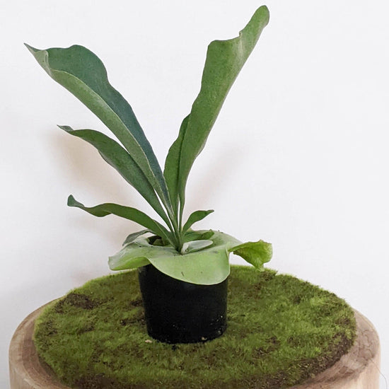 13 Best Climbing/Trailing/Creeper Indoor Plants for the Home – Cheeky Plant  Co.