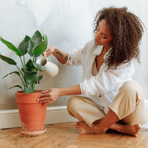 The Basics to Indoor Plant Care – Cheeky Plant Co.