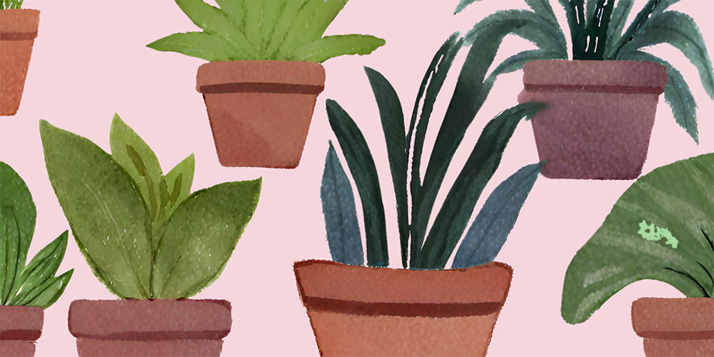 houseplant care guide