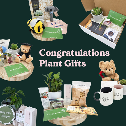 congratulations plant gifts