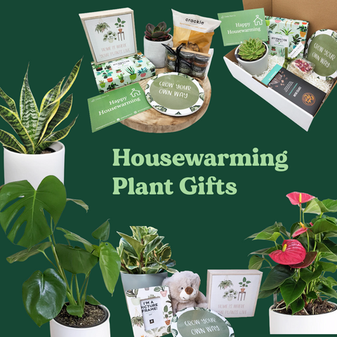 housewarming plant gifts