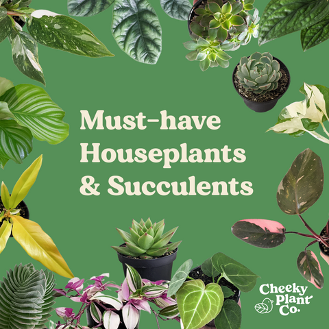 houseplants & succulents for sale