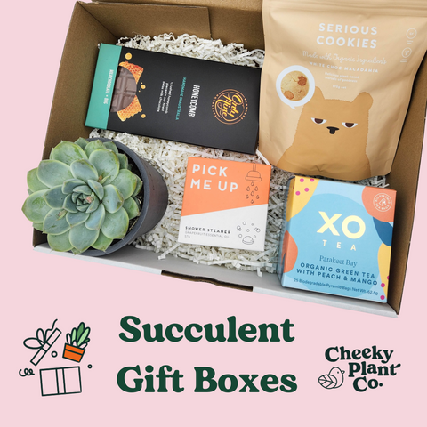 succulent gift boxes australia