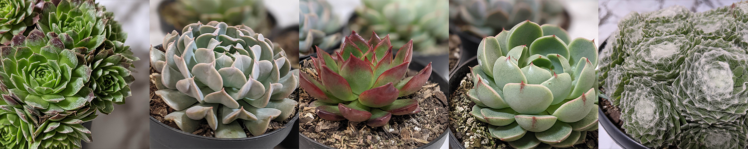 succulents online australia