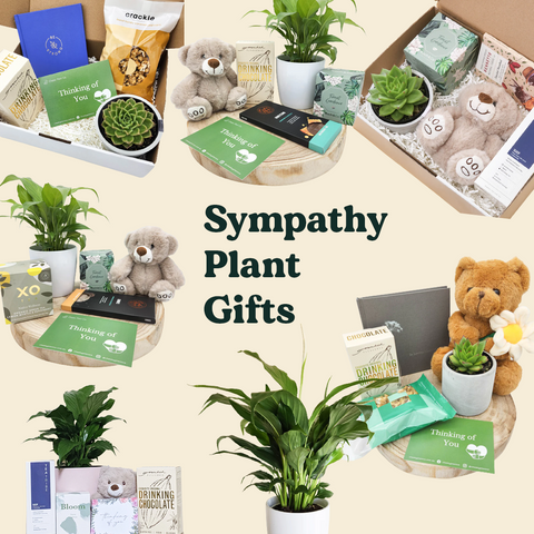 sympathy plant gifts thinking of you