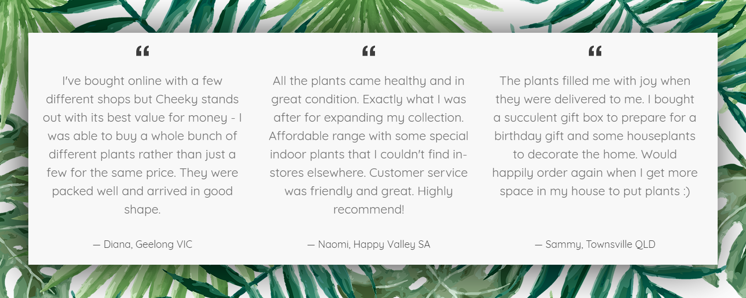 cheeky plant co. - plant customer testimonials