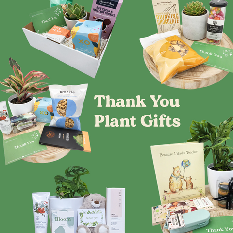 thank you plant gifts