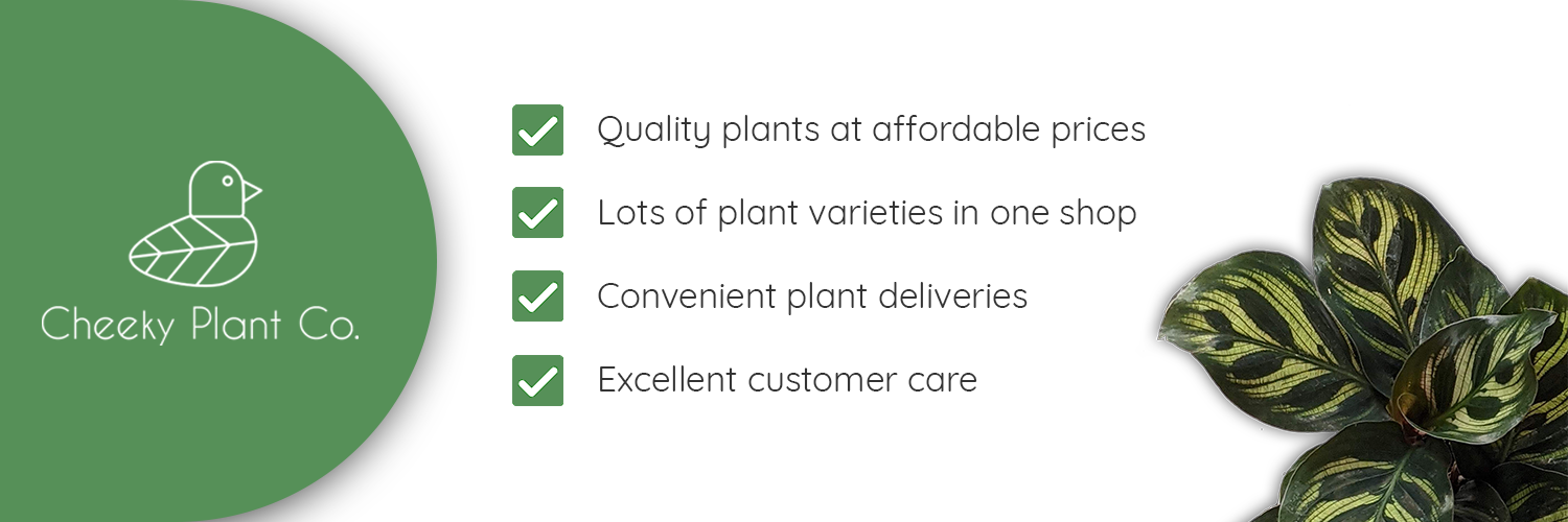 Why buy from Cheeky Plant Co.?