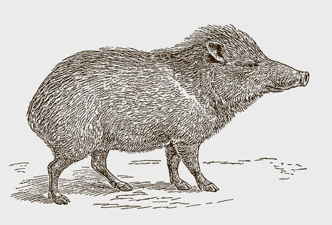 Peccary boar