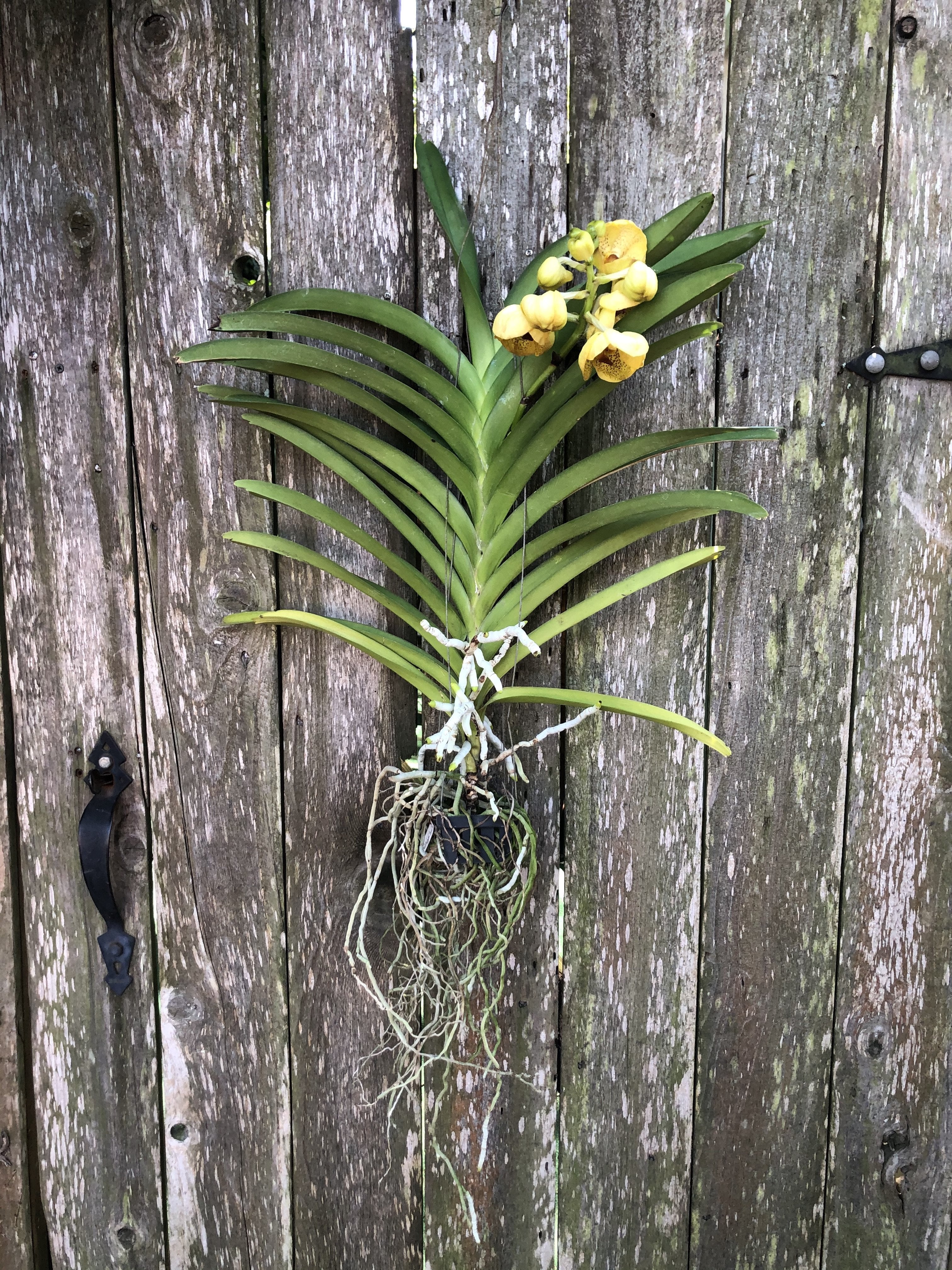 Vanda Orchid Care – FAIT NOLA