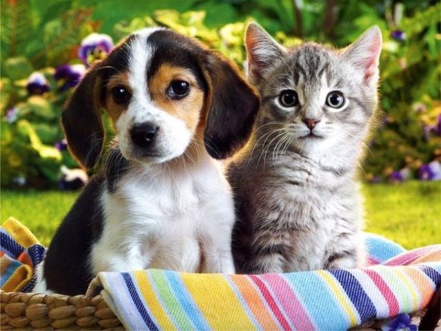 Tips and advice on how to get dogs and cats to live together