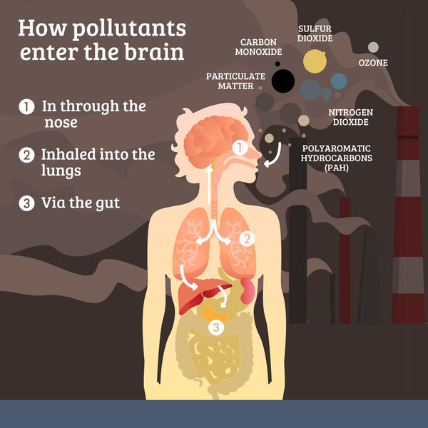 How pollutants enter our body?