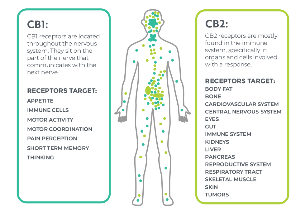 CB1 and CB2 receptors