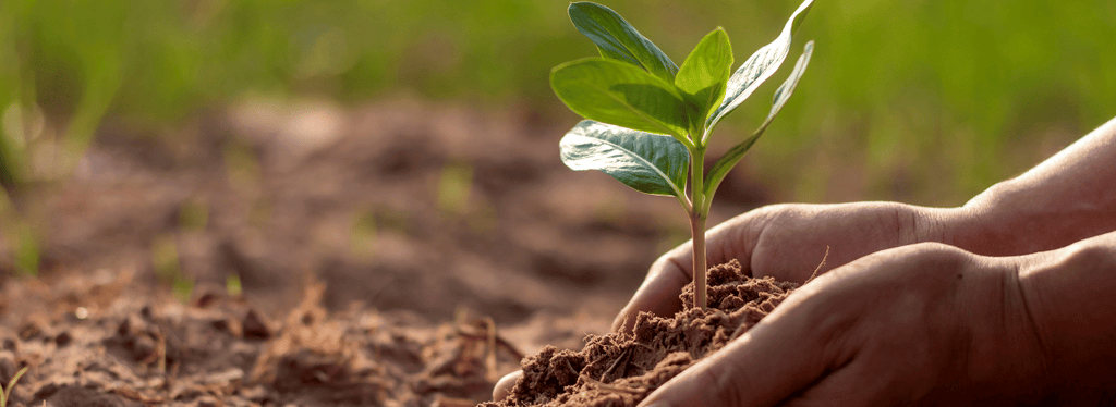 Holding soil and plant