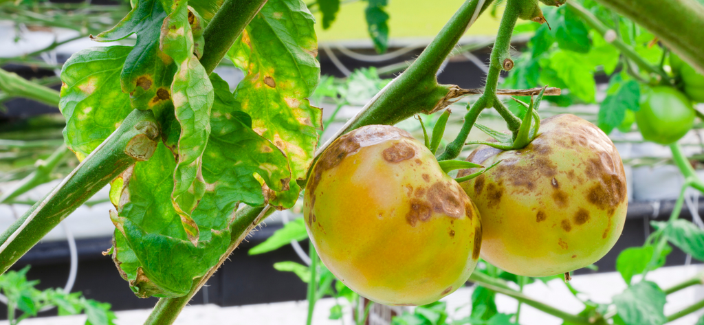 Tomato Blight