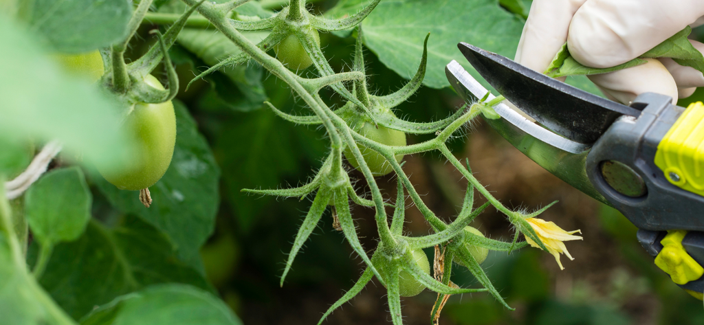 Pruning Tomato Plant