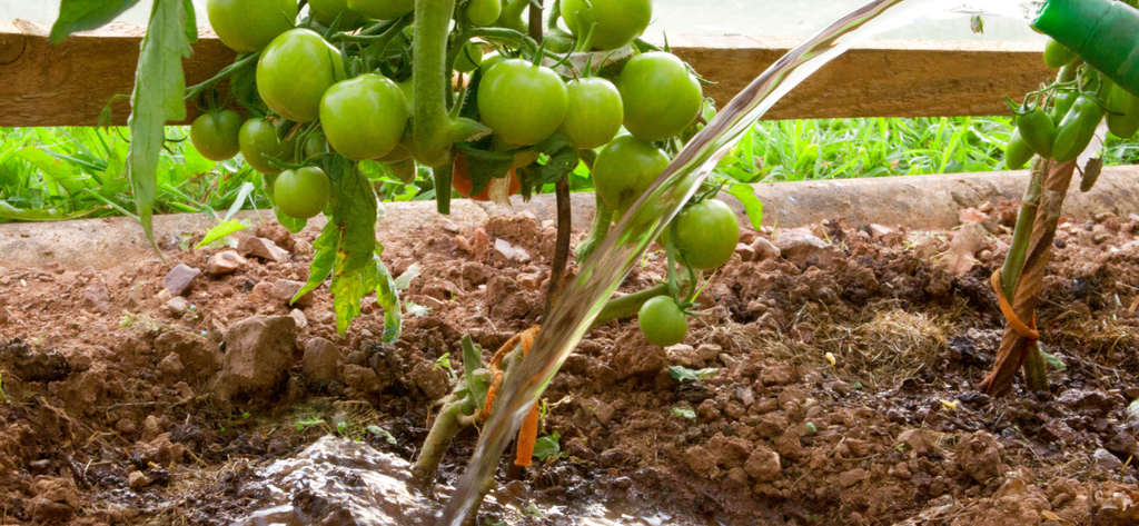 Watering Tomato Plant Soil