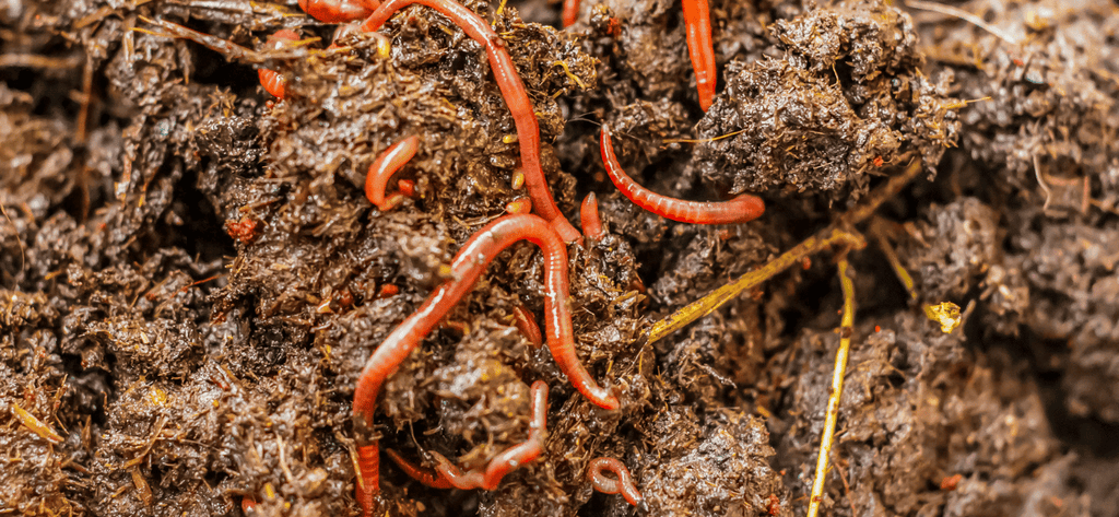 Vermicomposting