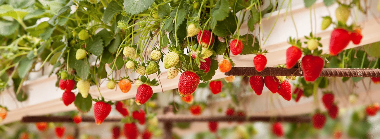 strawberry-harvest