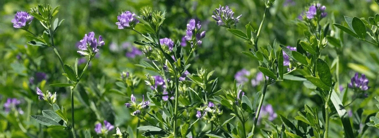 alfalfa