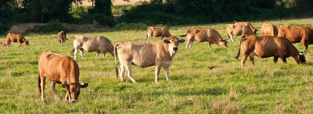 managed grazing