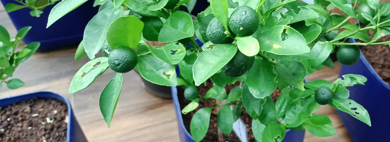 tips-for-planting-citrus