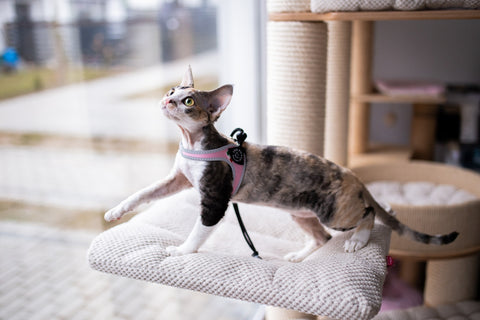 Tre Ponti Cat Harness | at Made Moggie