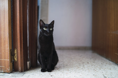 Black Cat Photo