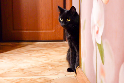 Black Cat Photo
