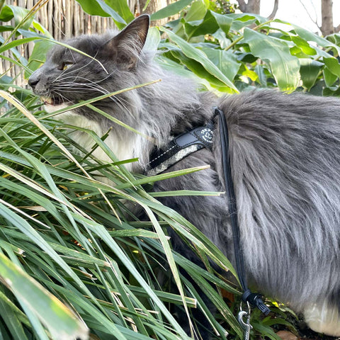 Grey Camouflage Tre Ponti Cat Harness