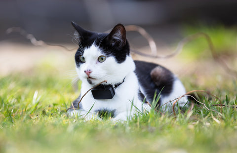 GPS Tracker Cat Collar