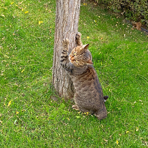 Cat Scratching Behaviour Is Normal