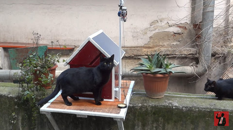 High Tech Stray Cat Shelter Video