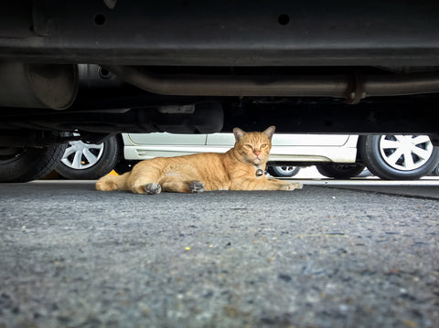 Cats Sit Under Cars for Warmth