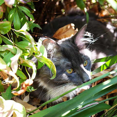 Forrest wears a harness. It doesn't hinder him exploring underbrush