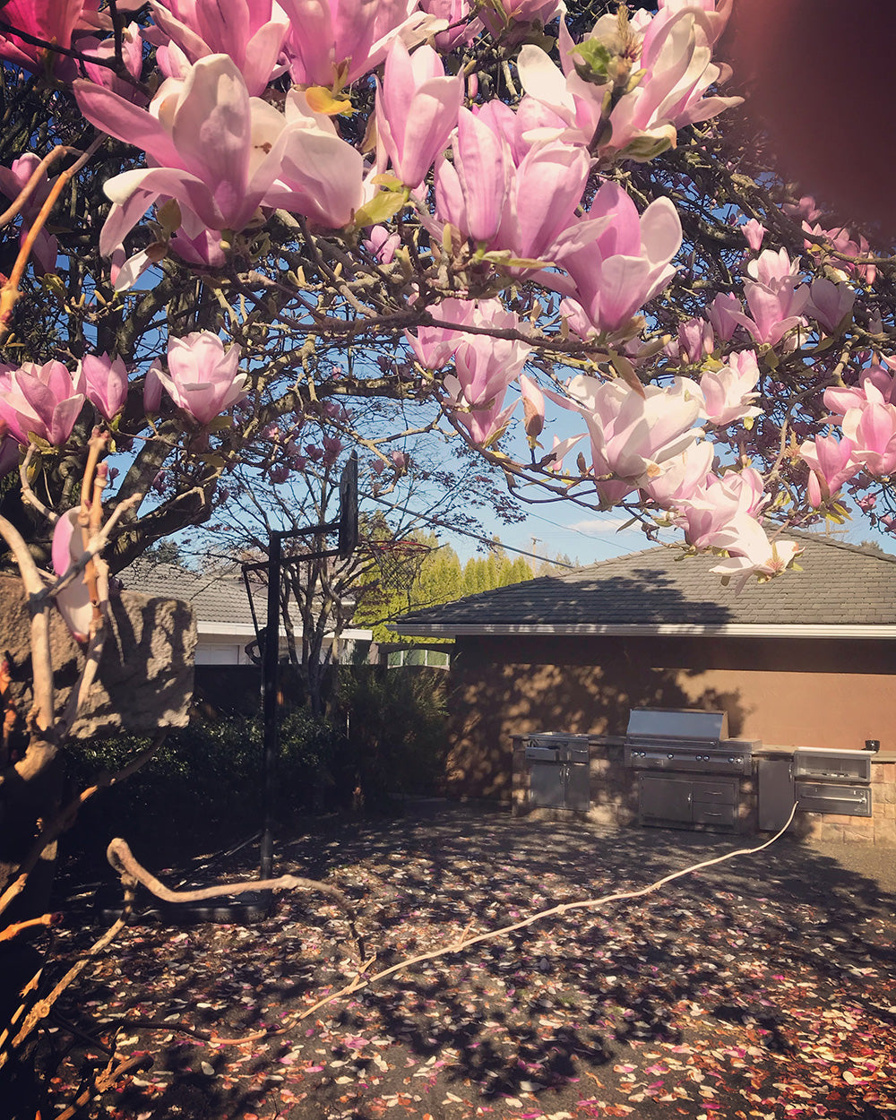 SPITGAN WEBZINE #3 Photo 6. From the Home Court series by Nick D. Basketball court surrounded by pink blooming magnolia trees. Vancouver, BC