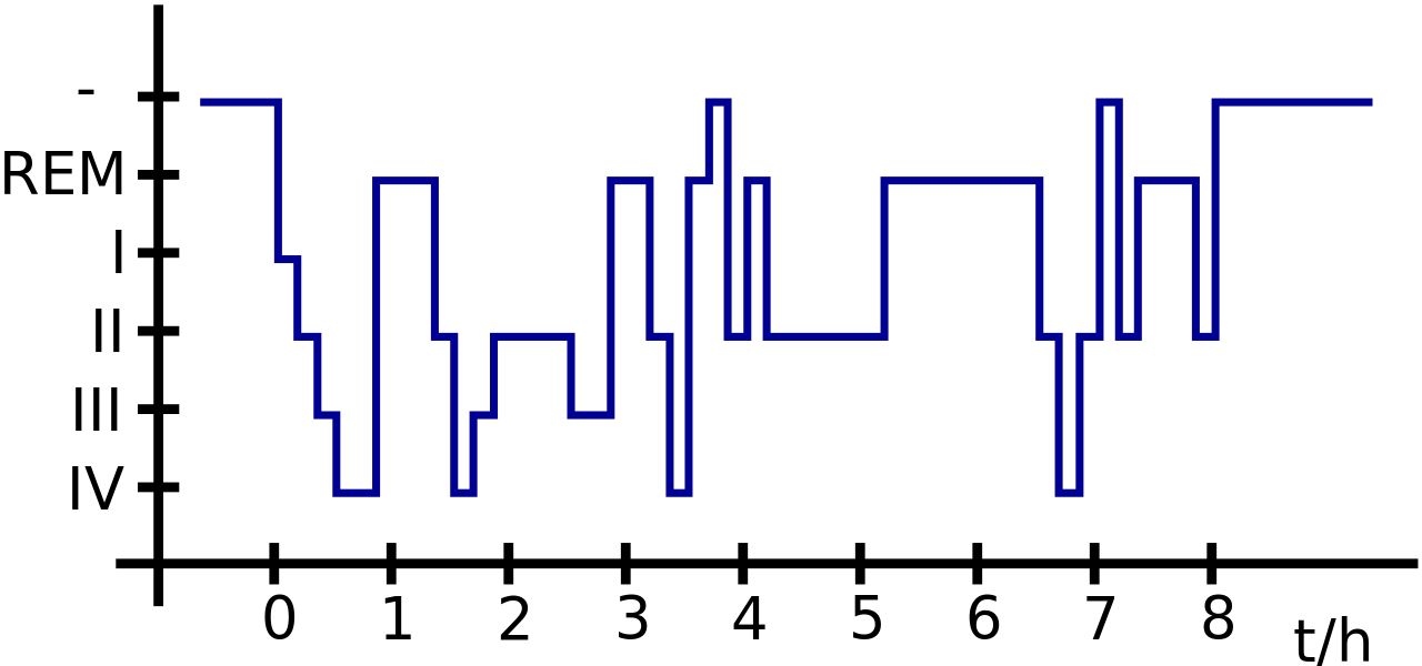 Schlafphasen einer Nacht - Wikipedia